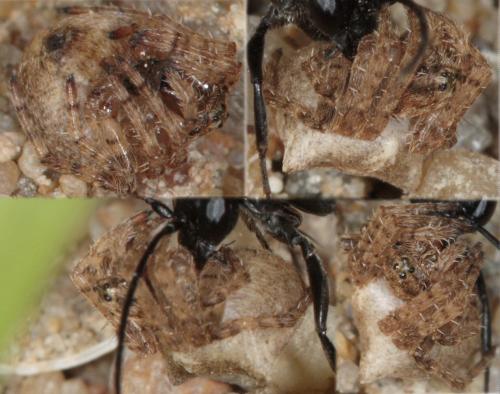 Gibbaranea bituberculata