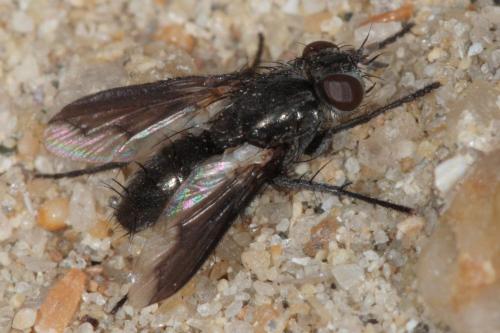Réf. 64 183 : Periscepsia carbonaria