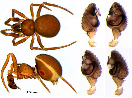 Réf. 64 038 : Pholcomma gibbum