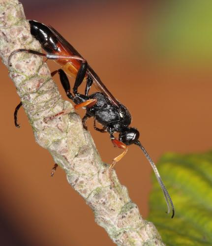 Réf. 64 158 : Diphyus raptorius