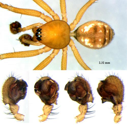 Tenuiphantes cristatus
