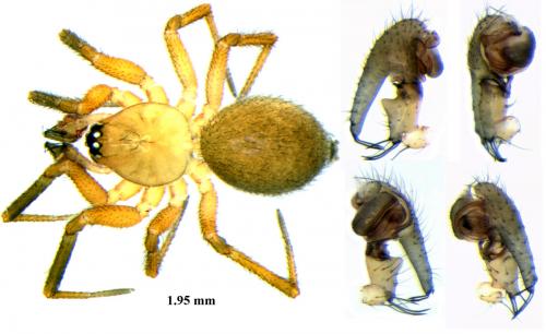 Sintula corniger