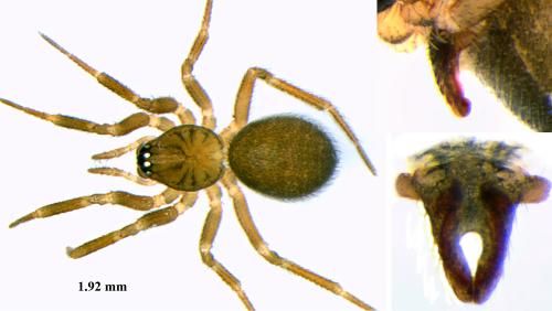 Sintula corniger