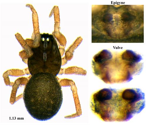 Minyriolus pusillus