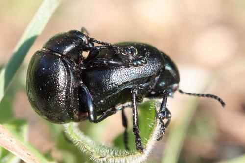 Timarcha goettingensis