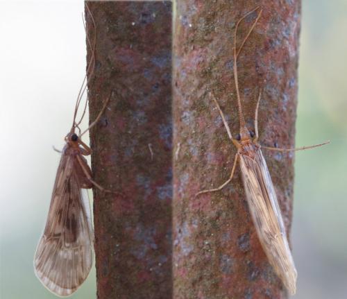 Réf. 64 418 : Halesus sp.