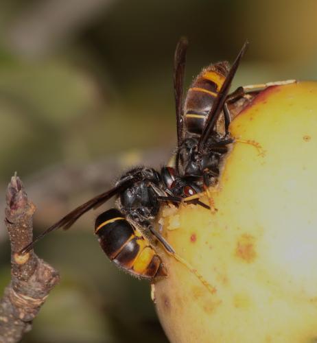 Vespa velutina