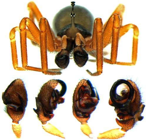Walckenaeria acuminata