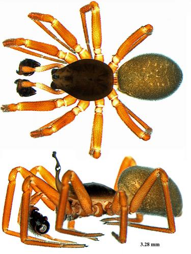 Walckenaeria acuminata