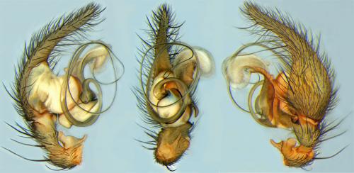 Histopona torpida