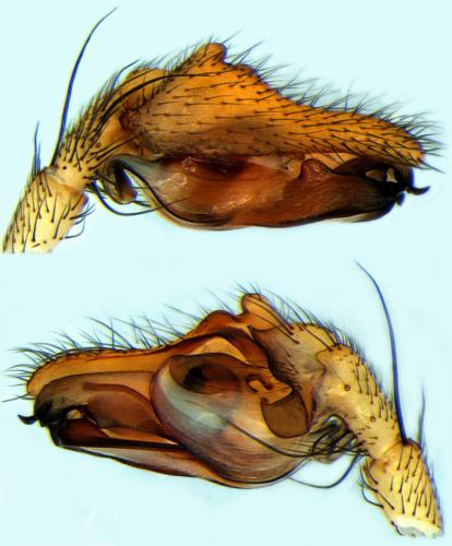 Réf. 64 642 : Stemonyphantes lineatus
