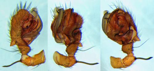 Réf. 64 609 : Lepthyphantes minutus