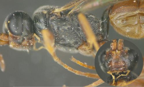 Dicaelotus sp.