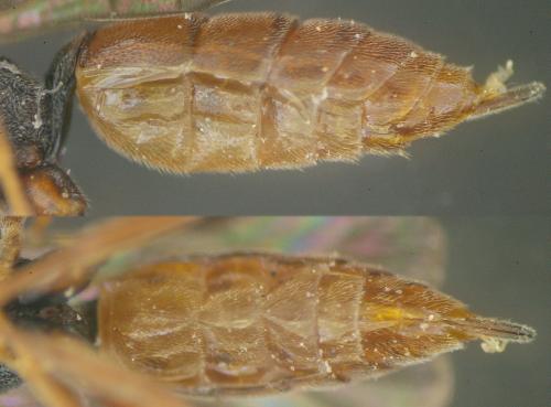 Réf. 64 495 : Dicaelotus sp.