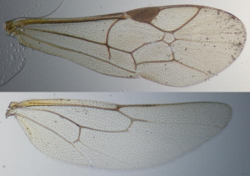 Réf. 64 496 : Dicaelotus sp.