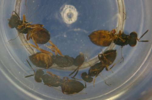 Conomorium sp.