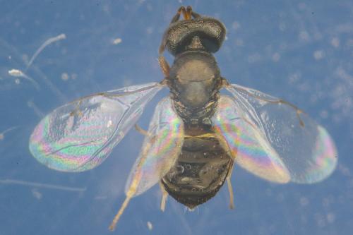Conomorium sp.