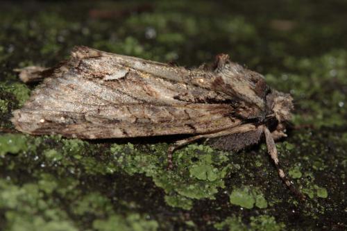 Réf. 64 737 : Allophyes oxyacanthae