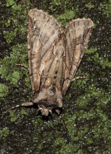 Réf. 64 735 : Allophyes oxyacanthae