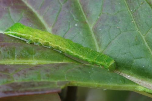 Phlogophora meticulosa