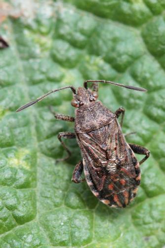 Réf. 64 979 : Stictopleurus punctatonervosus