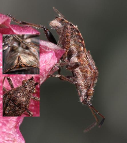 Stictopleurus punctatonervosus