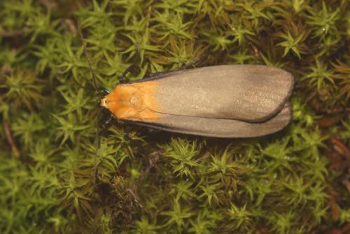 Lithosia quadra