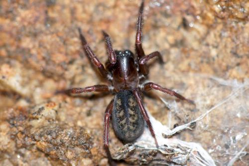 Réf. 64 758 : Coelotes atropos