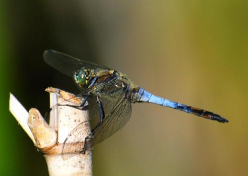 Orthetrum cancellatum