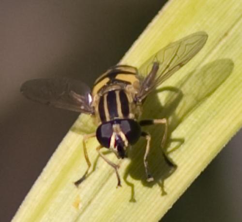 Réf. 64 852 : Helophilus pendulus