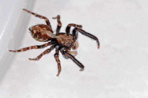 Réf. 64 361 : Pseudeuophrys lanigera