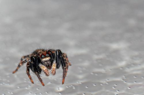 Réf. 64 362 : Pseudeuophrys lanigera