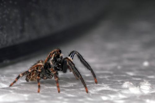 Réf. 64 363 : Pseudeuophrys lanigera