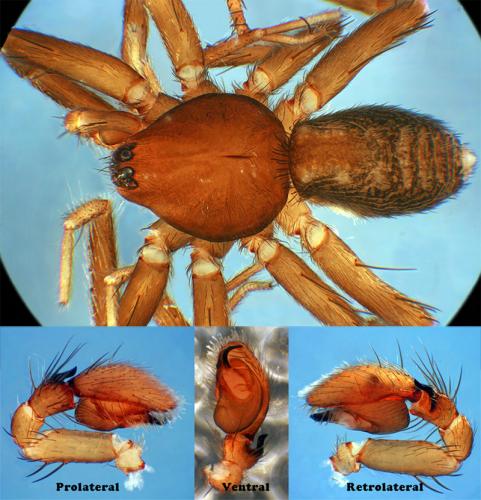 Apostenus fuscus