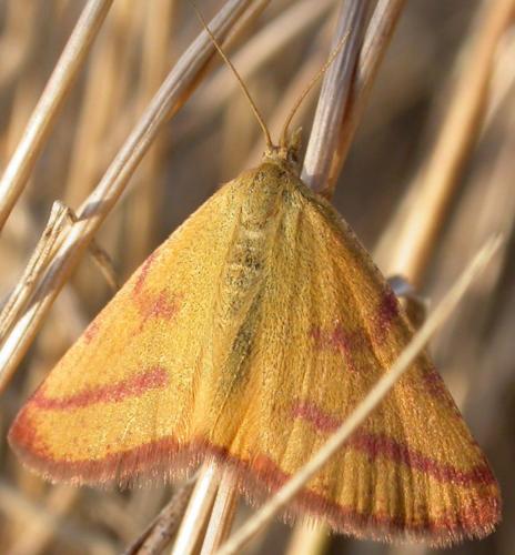 Lythria purpuraria