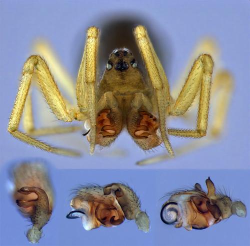 Réf. 64 360 : Entelecara erythropus