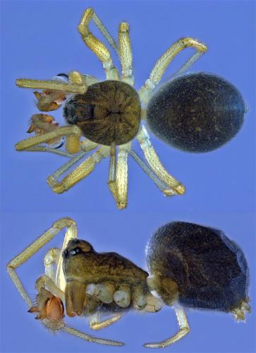 Réf. 64 359 : Entelecara erythropus