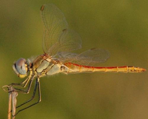 Sympetrum fonscolombii