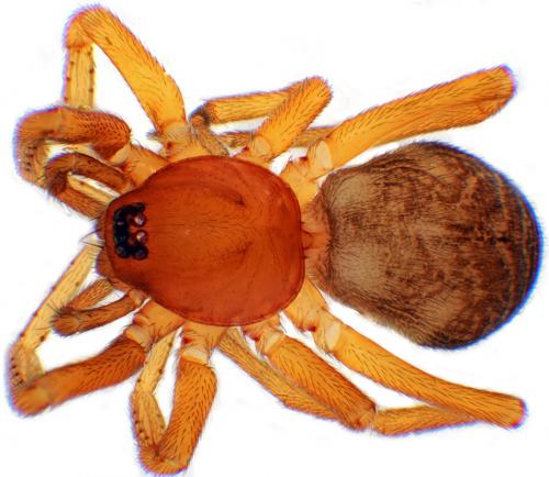 Réf. 64 247 : Phrurolithus minimus