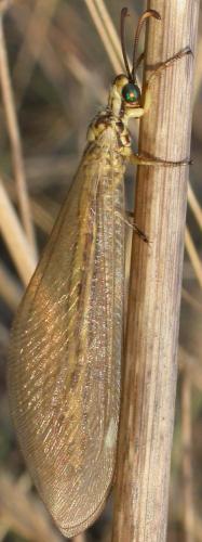Réf. 64 538 : Myrmecaelurus trigrammus