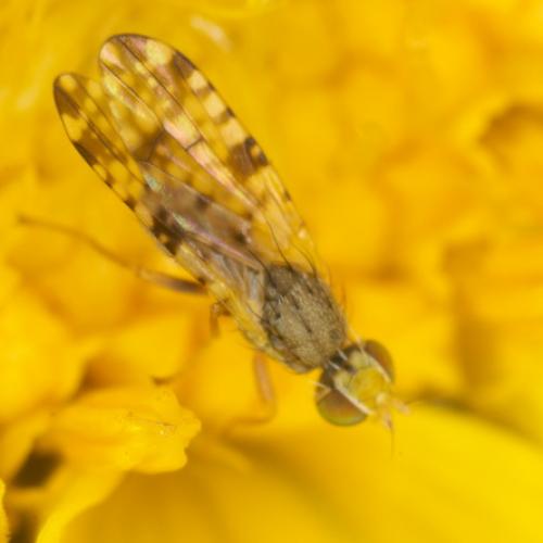 Réf. 64 051 : Dioxyna bidentis