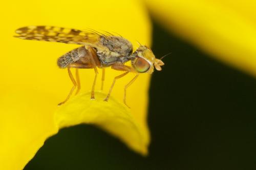 Réf. 64 052 : Dioxyna bidentis