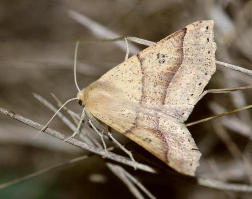 Crocallis dardoinaria