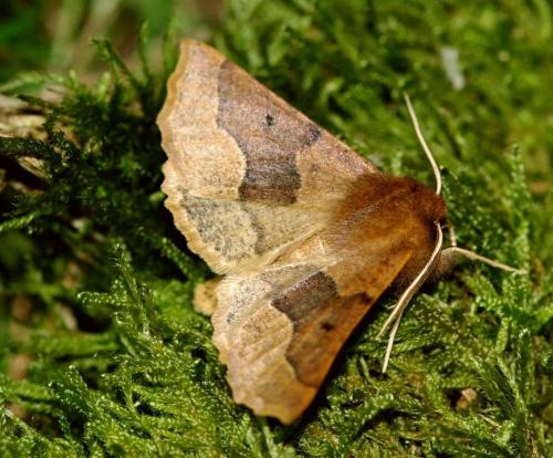 Réf. 64 345 : Crocallis tusciaria
