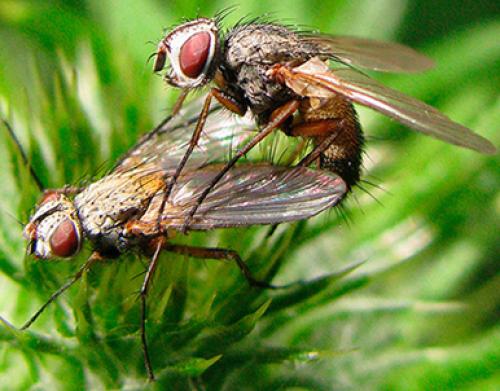 Réf. 64 976 : Solieria sp.