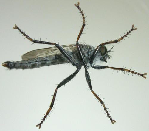 Tolmerus atricapillus