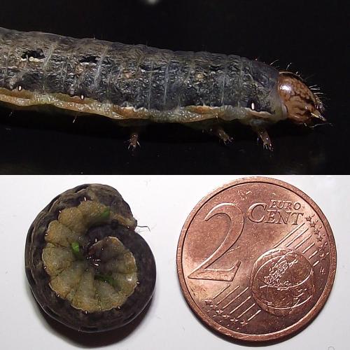 Noctua pronuba