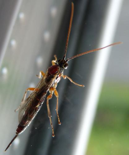 Réf. 64 214 : Tromatobia lineatoria