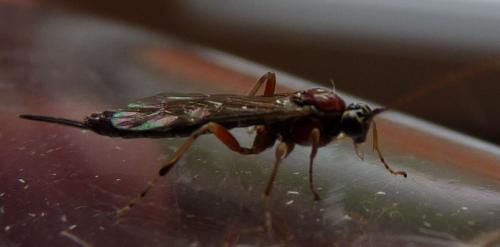 Réf. 64 244 : Tromatobia lineatoria