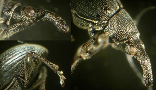 Aspidapion radiolus
